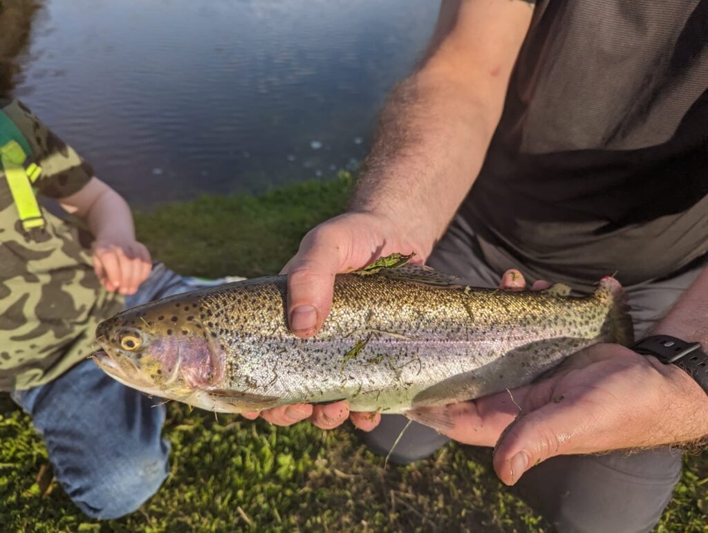 Rainbow Trout caught while fly fishing