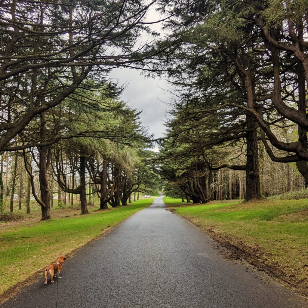 Tollymore Forest Park Avenue